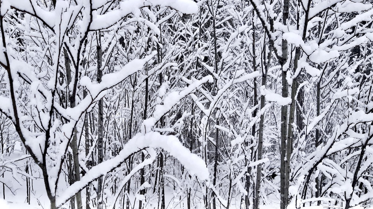 The Silence Between Seasons