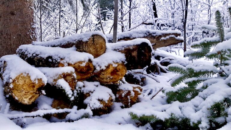 It falls without urgency, this last snow—drifting more from memory than sky. It does not bite or blind; it merely lands, as if out of habit. A gesture. A goodbye. It traces the old logs like a lover running fingers over a sleeping face, not ready to leave, not ready to stay. There is no storm in it—only the quiet insistence of something finishing itself. Beneath it, life waits—wet, thawing, uncoiling in shadows. The snow does not know it is the last, but the earth does. And in that silence, the air holds something tender: not an ending, but the echo of one.