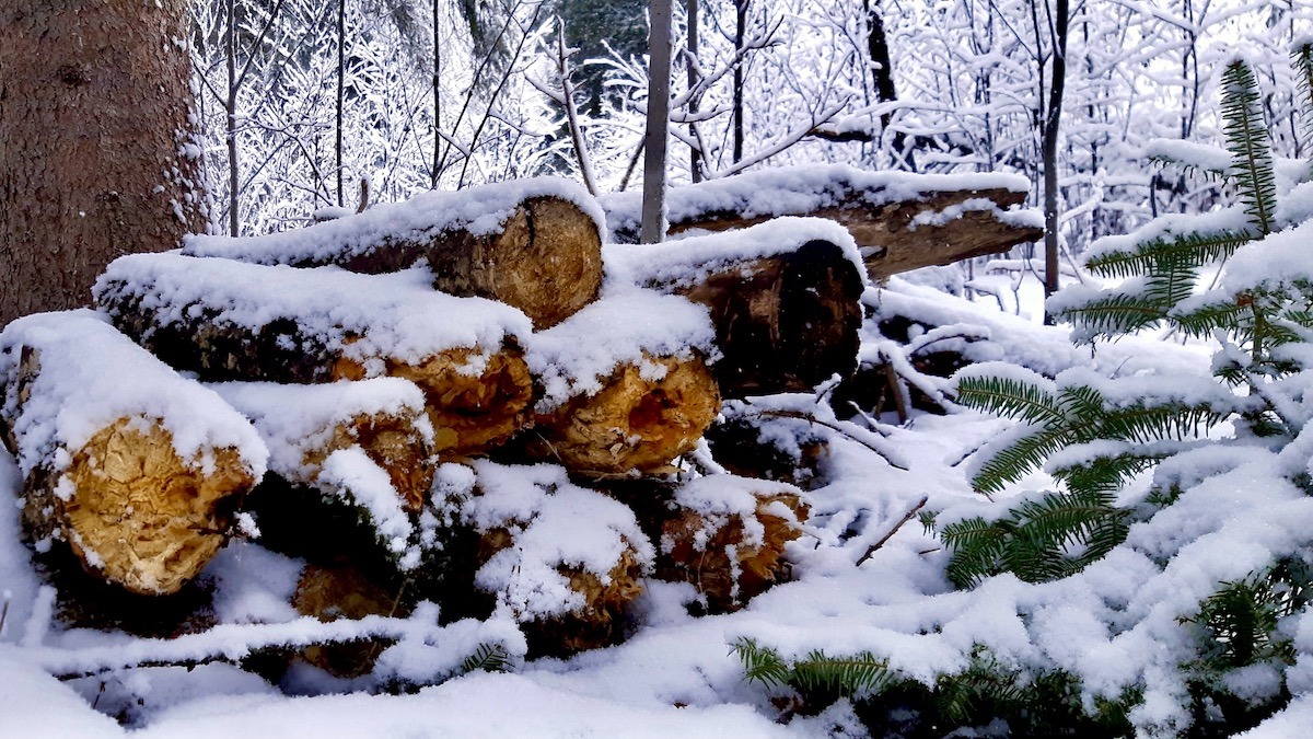 It falls without urgency, this last snow—drifting more from memory than sky. It does not bite or blind; it merely lands, as if out of habit. A gesture. A goodbye. It traces the old logs like a lover running fingers over a sleeping face, not ready to leave, not ready to stay. There is no storm in it—only the quiet insistence of something finishing itself. Beneath it, life waits—wet, thawing, uncoiling in shadows. The snow does not know it is the last, but the earth does. And in that silence, the air holds something tender: not an ending, but the echo of one.