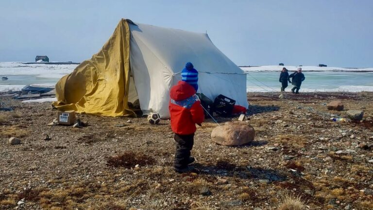 The tent's pitched, welcoming us back to the land as spring rolls towards summer. It's the perfect time to gather, share our old stories, and let the kids just be – soaking up the freedom and the quiet beauty of the tundra before the mosquitoes claim their season.
