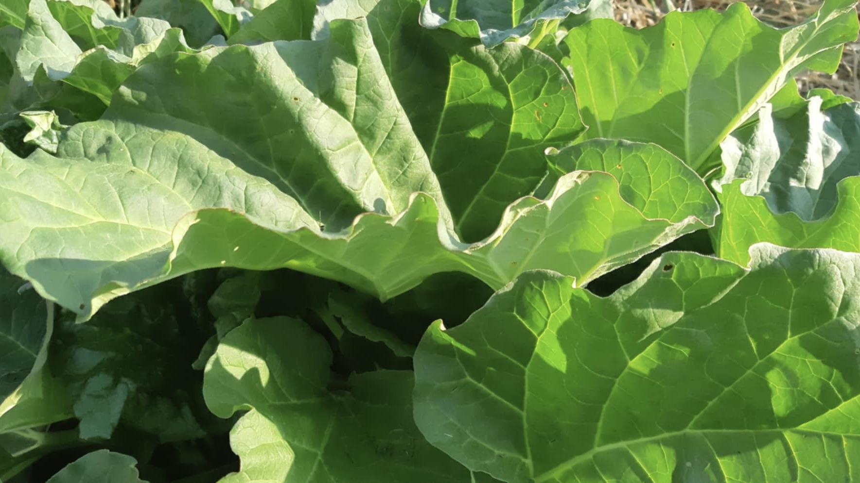 Lush green rhubarb leaves unfurl, reaching for the sun as the plant grows taller in anticipation of harvest.