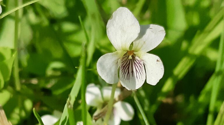 With soft white petals etched by fine purple veins, the Northern White Violet graces mossy forest floors and damp meadows, offering subtle beauty and early sustenance for native pollinators in northern ecosystems.