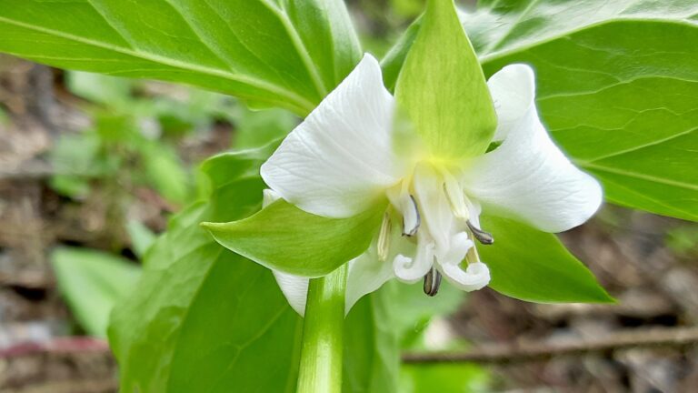 Identifiable by its pale stamens and characteristic "nodding" posture, Trillium flexipes is a unique white trillium inhabiting the rich forest floors of Northwestern Ontario.