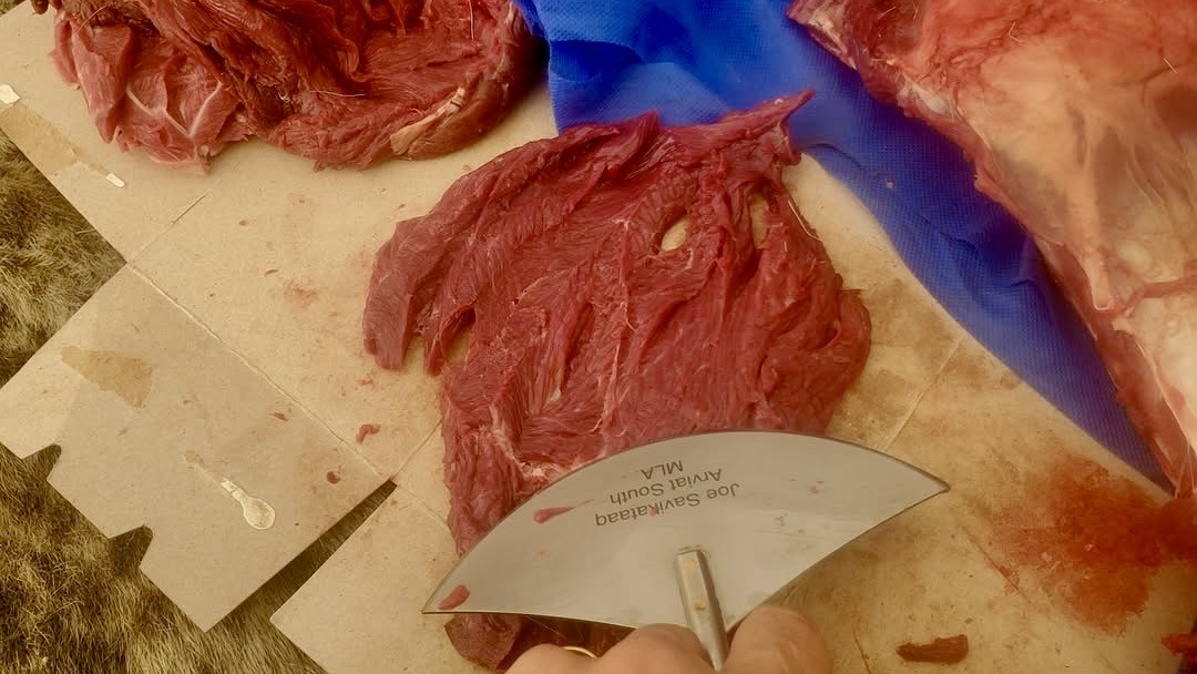 Under the warm spring sun, the ulu becomes an extension of the hand, gracefully preparing caribou meat for drying. This isn't just work; it's a living tradition, connecting us to the land and the wisdom of generations past.