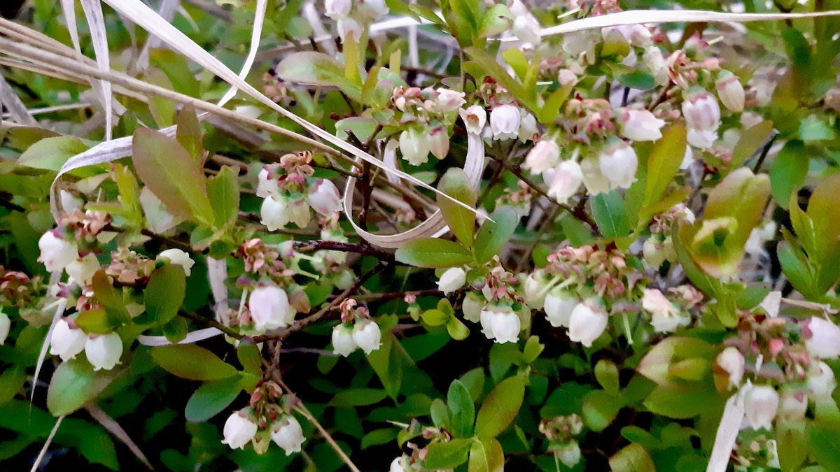 No fertilizers needed here! Our blueberry patches are bursting with these gorgeous blooms, signaling a healthy and natural growing season.