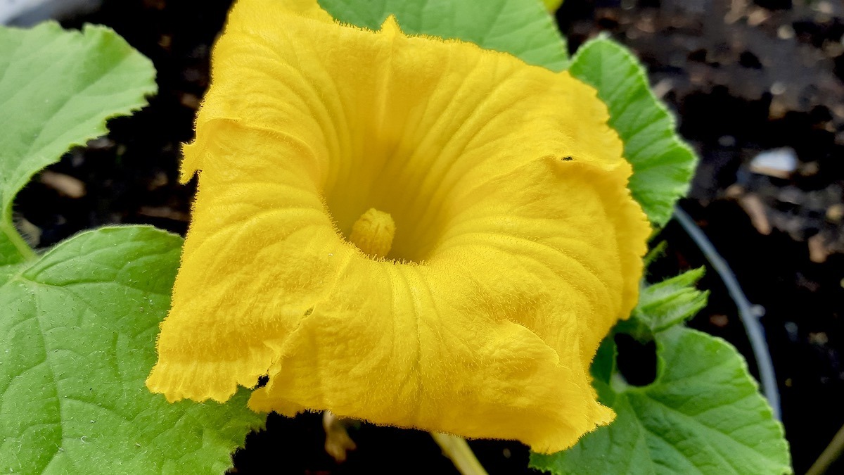 This bright yellow flower is from a giant pumpkin—the first one ever grown in our food security and sustainable agriculture program.
