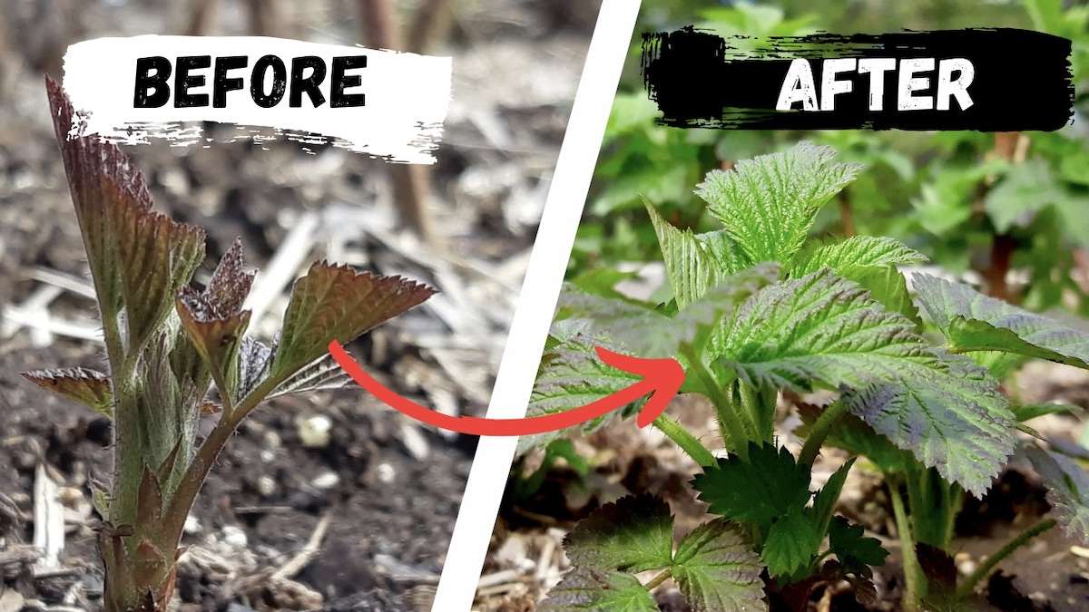 What a difference a week makes! Check out the incredible growth of our raspberry plants.