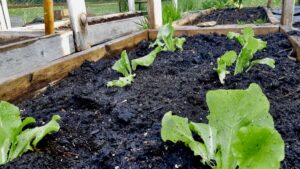 Tender leaf lettuce seedlings, among the first to be planted this year, thrive in our grow-beds – a promising start to our community sustainable agriculture and food security program!