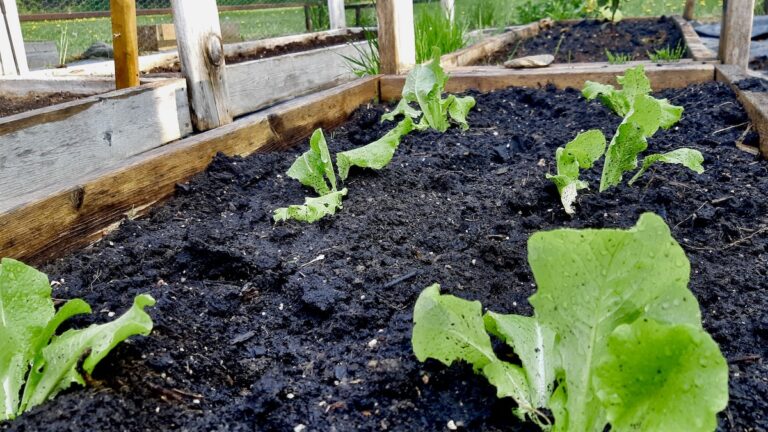 Tender leaf lettuce seedlings, among the first to be planted this year, thrive in our grow-beds – a promising start to our community sustainable agriculture and food security program!