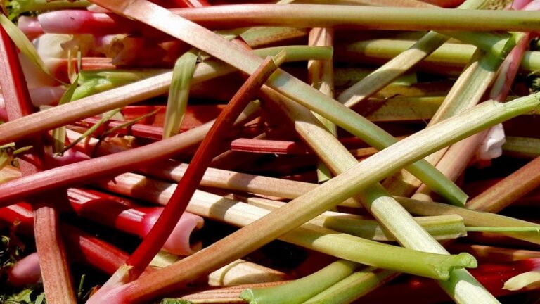 A bountiful harvest of fresh rhubarb stalks, showcasing their vibrant colours. This easy-to-grow plant is a star of our sustainable garden, offering delicious possibilities for both sweet and savoury dishes.