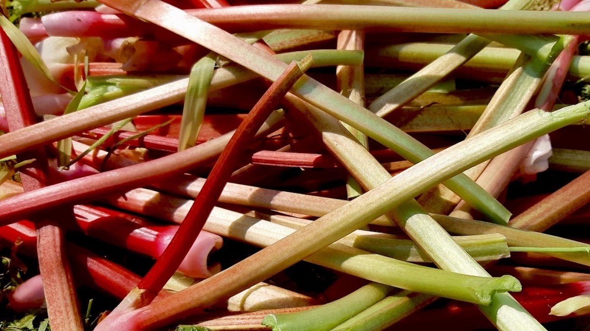 A bountiful harvest of fresh rhubarb stalks, showcasing their vibrant colours. This easy-to-grow plant is a star of our sustainable garden, offering delicious possibilities for both sweet and savoury dishes.