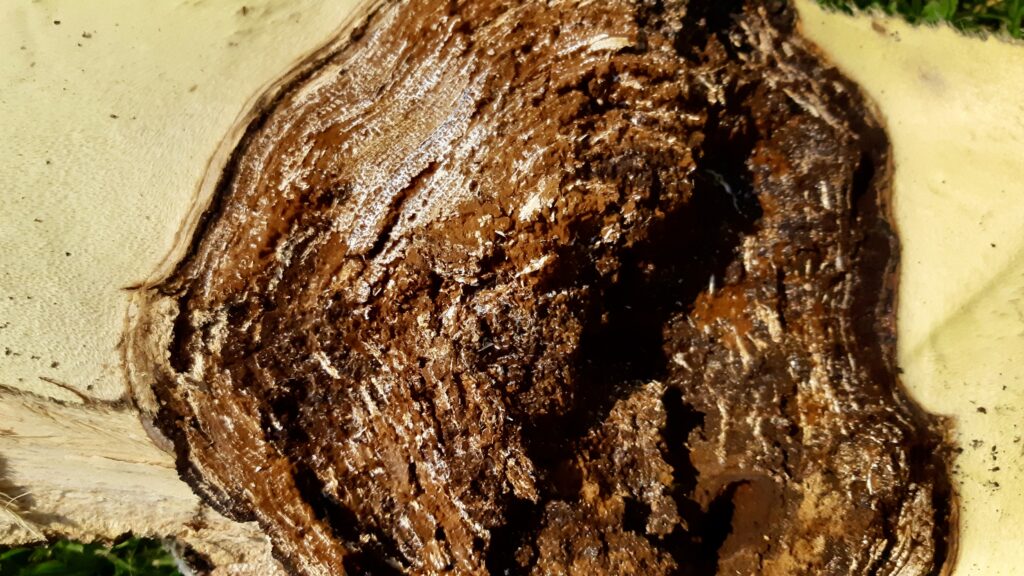 A cross-section revealing the internal structure of a polypore. The dark, stained area shows the fungal material breaking down the wood.