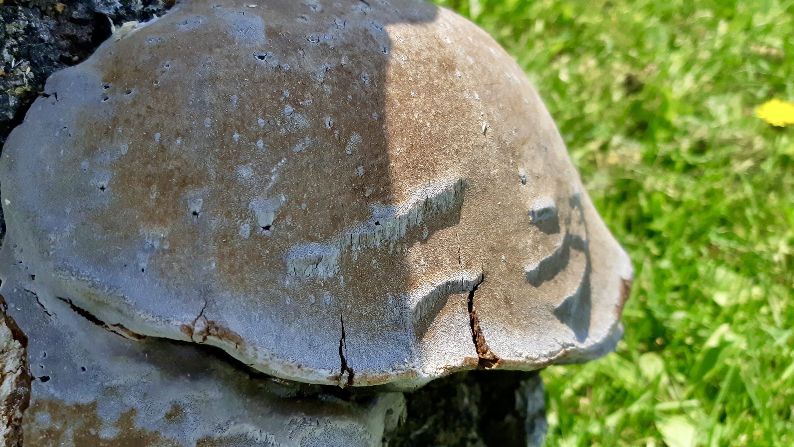 A typical bracket fungus (polypore) growing on the side of a tree. Note the tough, shelf-like appearance.