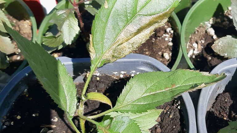 Year two of our arts incubator land lab's food security program is in full swing! We've grown dozens of beautiful apple pippins from seed since February, excited to expand our sustainable agriculture project. But moving them outdoors brought an unexpected challenge: environmental shock! Seeing those dried, stressed leaves was a learning moment. We're now focused on helping them recover through careful "hardening off" – gradually reintroducing them to the outdoor environment. This means starting in a sheltered spot, slowly increasing their exposure to sun and wind, and ensuring consistent, proper watering.