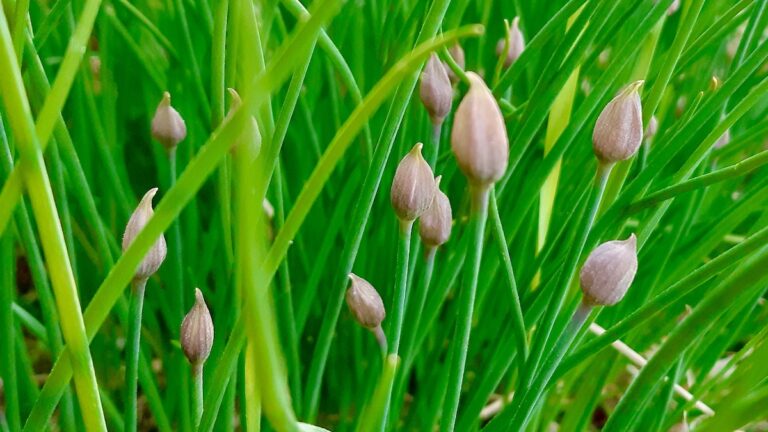 A thriving patch of chives, ready to be harvested for a variety of delicious dishes. This easy-to-grow herb is a fantastic addition to any sustainable garden.