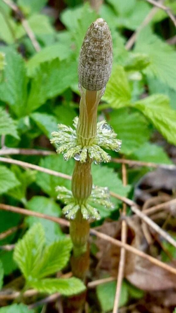 Close-up on the distinctive architecture of a horsetail. Its jointed stem and whorls of tiny leaves create a striking, almost architectural form in the natural world. A fascinating glimpse into a plant that reproduces by spores, not seeds.