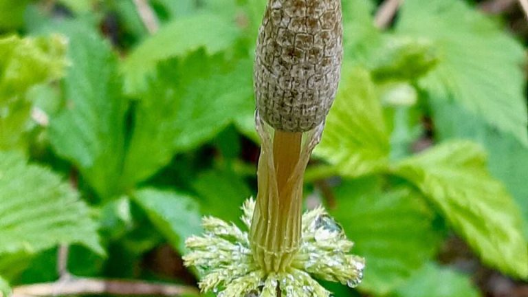 A solitary stalk of horsetail, a living fossil reaching towards the light. This ancient plant, a survivor from the age of dinosaurs, showcases its unique segmented stem, a testament to millions of years of evolution.