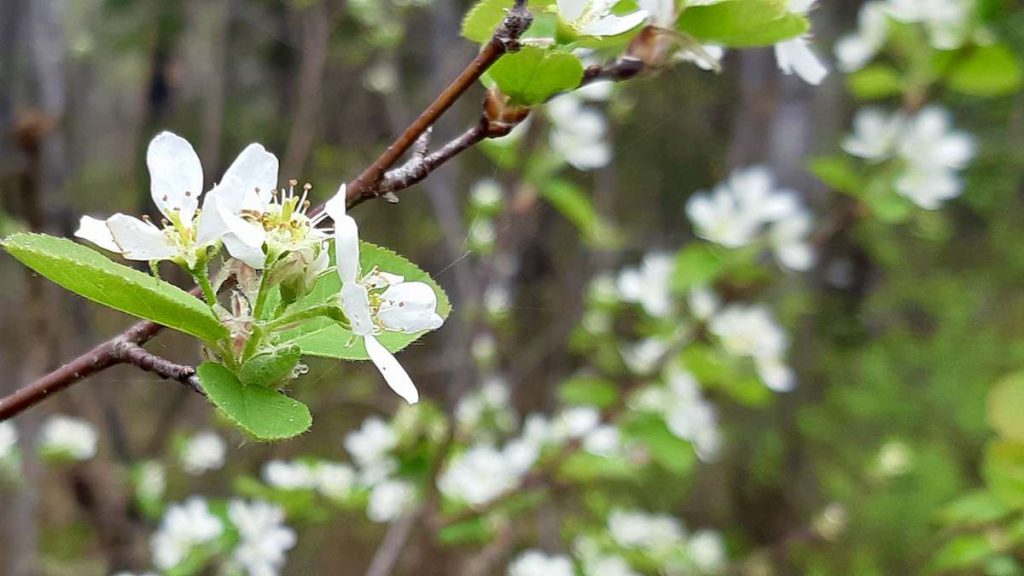 There's a quiet joy in spotting the first delicate white flowers of the Saskatoon berry. You can almost taste the sweet berries to come after this beautiful spring bloom graces the Canadian wilderness.