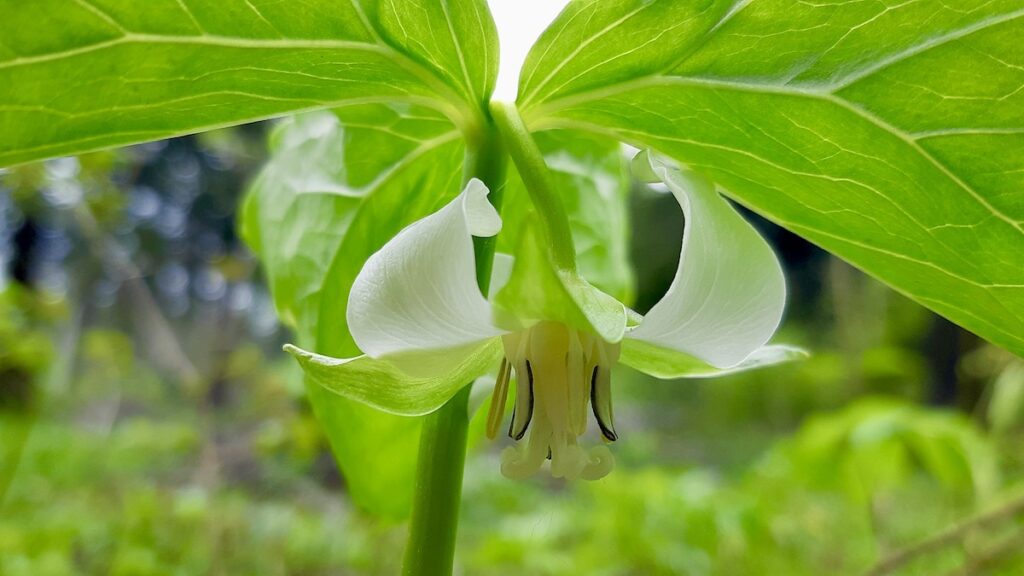 The Nodding Trillium (Trillium flexipes) displays its characteristic downward-facing white bloom, a unique feature distinguishing it from other trillium species found across Northwestern Ontario.