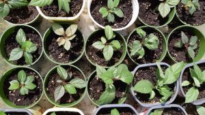Seedlings for a northern apple orchard are thriving as spring arrives, marking the next phase of a community-led food sovereignty project. Seeded with support from the Manitoba Agriculture Indigenous Food Systems and Agriculture program and the Sustainable Canadian Agricultural Partnership, last year’s five pilot trees survived the winter. This season, 30 more apple trees will be planted—laying deep roots for a resilient, local food future.