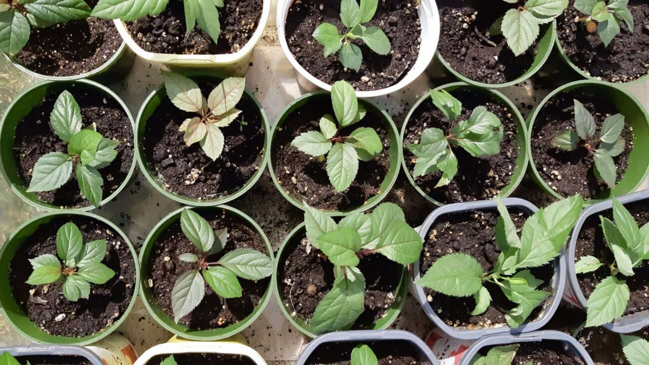 Seedlings for a northern apple orchard are thriving as spring arrives, marking the next phase of a community-led food sovereignty project. Seeded with support from the Manitoba Agriculture Indigenous Food Systems and Agriculture program and the Sustainable Canadian Agricultural Partnership, last year’s five pilot trees survived the winter. This season, 30 more apple trees will be planted—laying deep roots for a resilient, local food future.