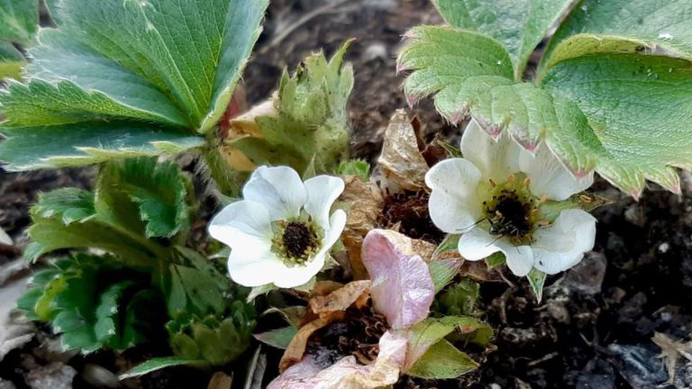 Tiny blossoms and essential visitors! Our strawberry plants in the grow boxes are blooming, and we're keeping an eye out for all the beneficial insects that help turn these flowers into delicious berries. Every bloom brings us closer to a sweet harvest!