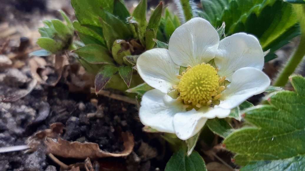White blossoms are appearing in our grow boxes, marking an exciting milestone! Our strawberries are starting to bloom, bringing us closer to a delicious harvest and reinforcing our commitment to local food security and sustainable agriculture.