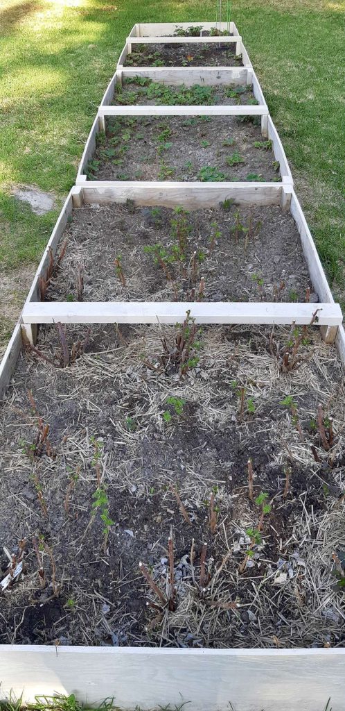 Building the foundation for a bountiful harvest! These raised garden beds are prepped and ready for our new berry plants as part of our food security project.