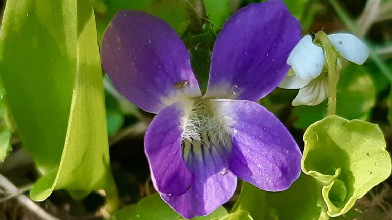 Delicate and vibrant, the Northern Bog Violet brings early spring color to wet meadows and bogs, supporting pollinators and signaling the health of northern wetland ecosystems.