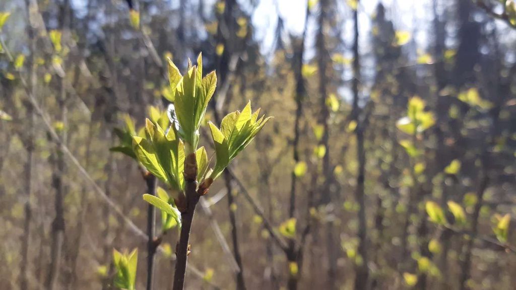 Nature's artistry: Delicate leaves unfurl in Northwestern Ontario, marking the arrival of spring and the promise of a lush summer. A beautiful symbol of the life supported by regenerative agriculture and dedicated tree planting efforts for a healthier future.