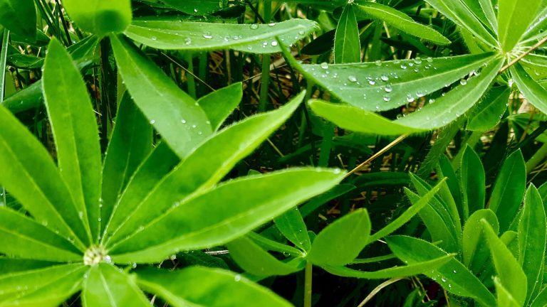 Lupin leaves glisten with morning dew in a thriving patch of wild greenery in Northwestern Ontario. Known for their striking palmate shape and soft, slightly fuzzy texture, these native perennials do more than add visual interest—they actively restore the land. As nitrogen-fixers, lupins enrich depleted soils, making them valuable allies in regenerative agriculture and wildland restoration.