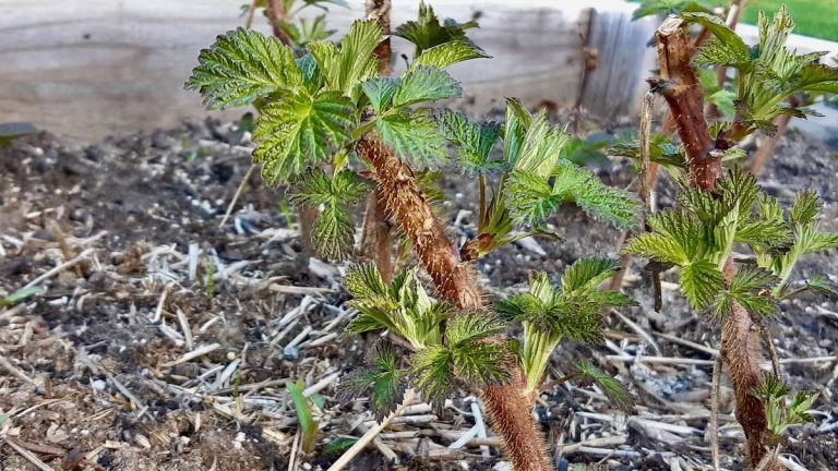 Hello, spring! Overwintered raspberry shoots are bursting with life, a beautiful sign of success in our Northwestern Ontario sustainable agriculture pilot. Building local food production and supporting Indigenous food systems with partners.
