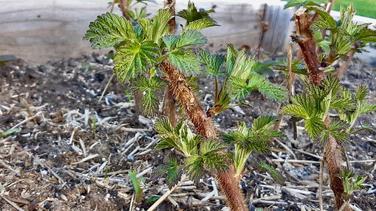 Hello, spring! Overwintered raspberry shoots are bursting with life, a beautiful sign of success in our Northwestern Ontario sustainable agriculture pilot. Building local food production and supporting Indigenous food systems with partners.