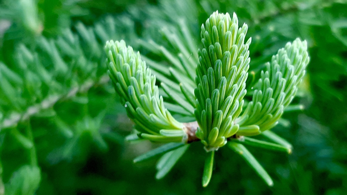 New pine growth in the northern forest—a quiet reminder of regeneration, seasonal cycles, and the resilience of nature. In a time of climate change, these soft green tips speak to our responsibility to harvest wisely, replant with care, and root our work in reciprocity.