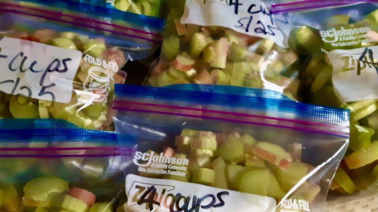Freshly harvested rhubarb, chopped and packaged into four-cup portions for freezing. A key step in our food preservation efforts, ensuring this vibrant, tart bounty can be enjoyed all year long.