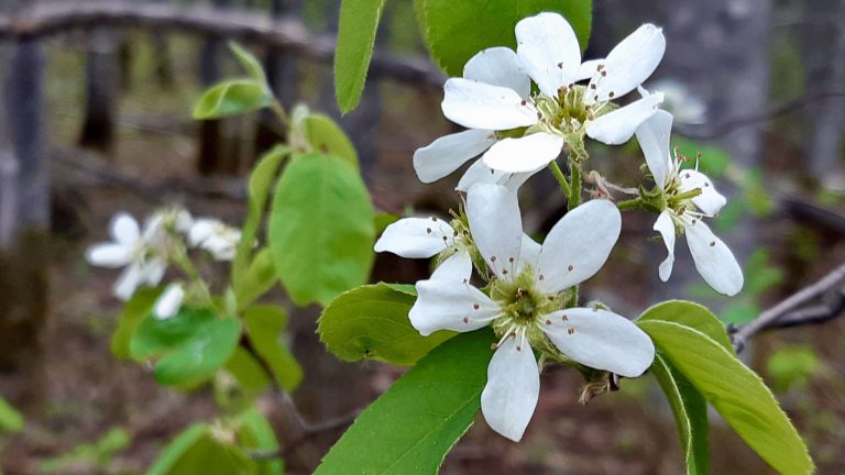 These early white blossoms belong to the Saskatoon bush (Amelanchier alnifolia), one of the boreal forest’s most generous and resilient plants. For generations, Saskatoon berries have nourished communities, supported pollinators, and thrived in northern climates. This year, we're proud to be adding Saskatoon bushes to our food production project—deepening our connection to the land, strengthening local food systems, and honouring traditional knowledge through action.