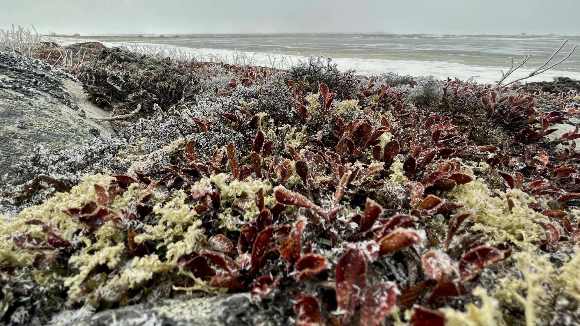Early spring along the western coast of Hudson Bay near Arviat, Nunavut — where frost still clings to the tundra, but the land begins to stir. In the subtle shift of light and texture, the season turns quietly, one breath at a time.