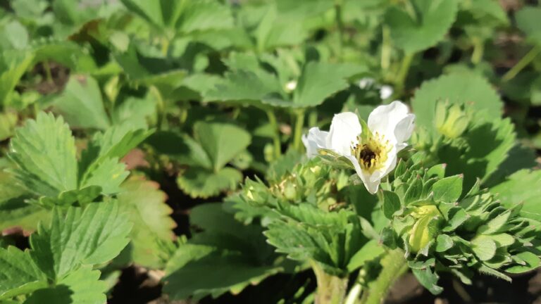 May is winding down, and we're thrilled with the progress in our living lab! We set aside our usual creative tools earlier this month to focus on preparing our food security program. The sight of hundreds of strawberry flowers opening up is a truly exciting reward for all the hard work.