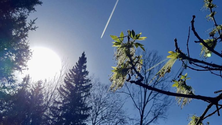 green is back! Feeling the energy of spring as trees burst into leaf in Northwestern Ontario. This vital growth reminds us of the importance of regenerative practices and ecological restoration for carbon sequestration and a sustainable landscape.