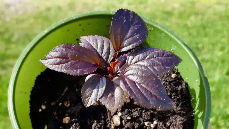 A surprising pop of purple! This young apple seedling—grown from a 30-year-old Gala tree—is showing off deep reddish-purple leaves. A beautiful reminder that every apple seed holds a unique genetic story, and nature doesn’t repeat itself.