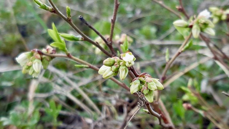 In the crisp air of Northwestern Ontario, a blueberry bush unfurls its delicate beauty. These blossoms signal the start of a new season, a time when the landscape will be painted with the vibrant blue of ripening blueberries, a testament to the enduring beauty and natural abundance of this northern wilderness.