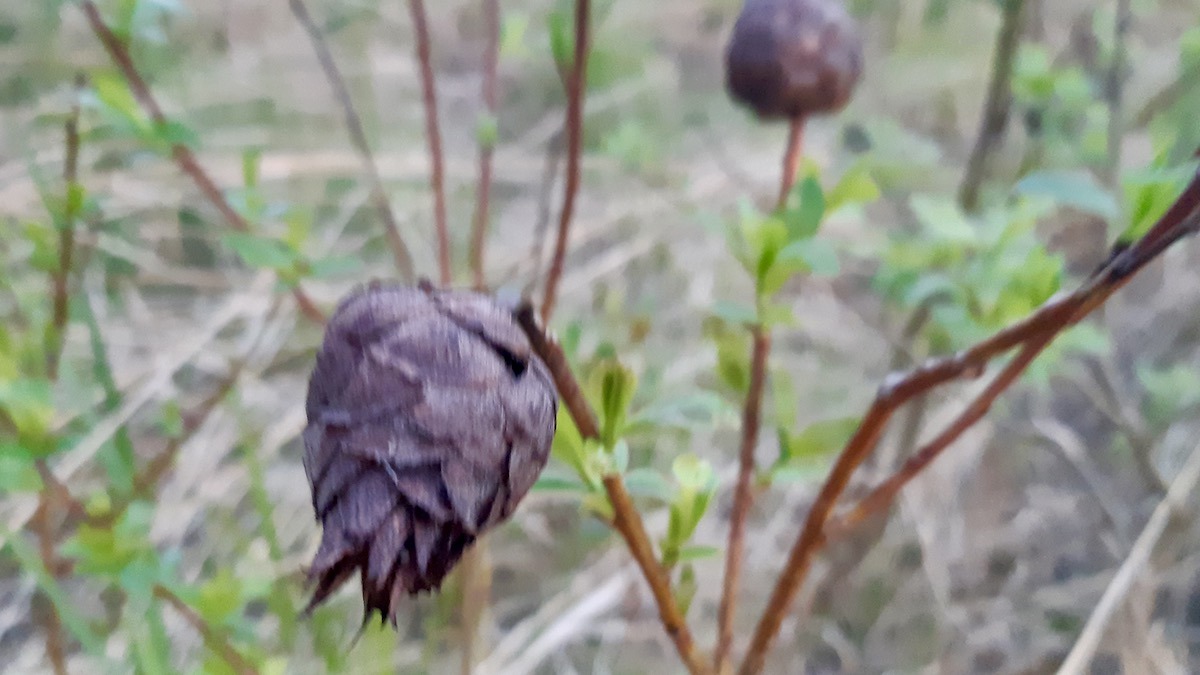 What looks like a tiny pine cone on a willow branch is actually a fascinating natural phenomenon: a willow pine cone gall, formed by a tiny insect! Nature truly has endless surprises.