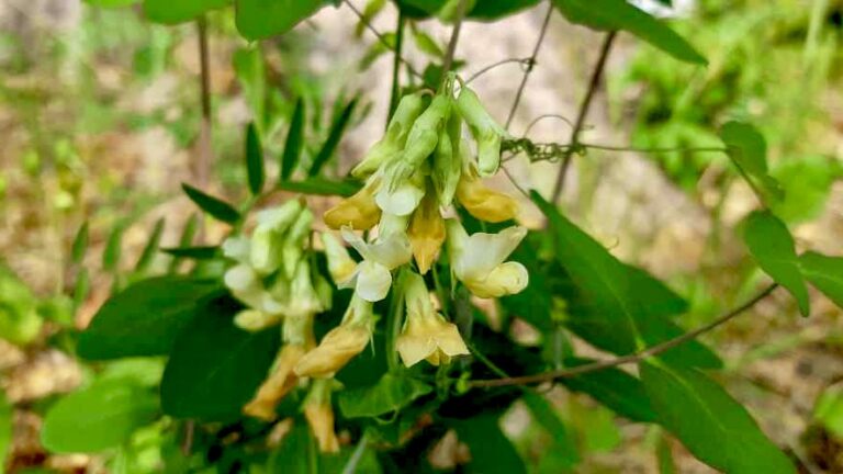A closer look at the Cream-colored Vetchling: more than just a pretty face! This plant's hidden talents include enriching the soil and supporting pollinators.