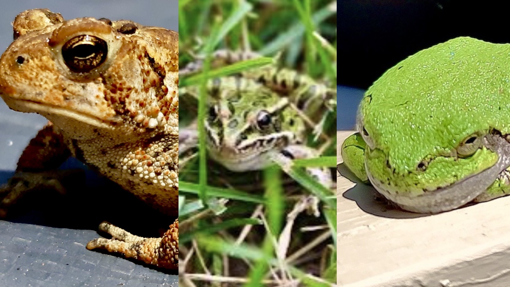 A wonderful week of wildlife encounters! We were thrilled to spot these three fascinating amphibians in our land-based living lab. Each one a unique marvel of nature!