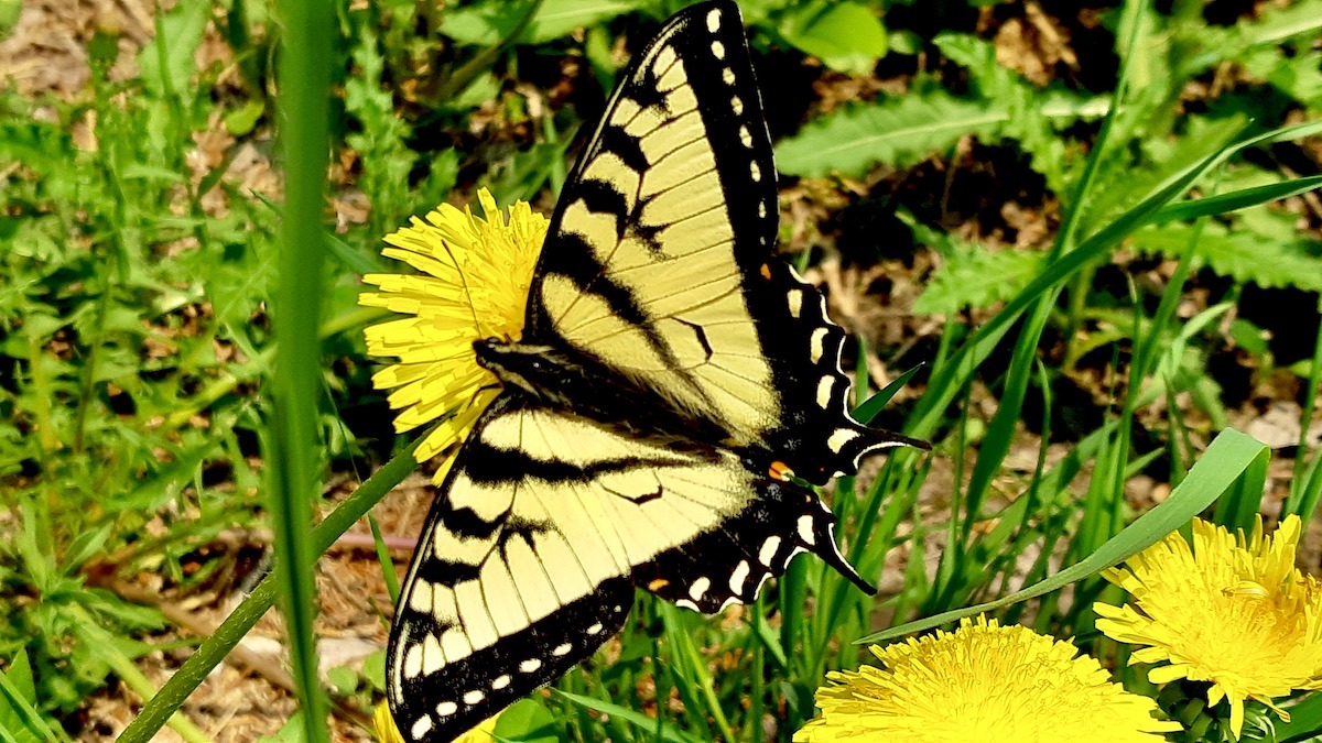 The Canadian Tiger Swallowtail is more than just a beautiful butterfly; it's a vital part of the healthy ecosystems we champion.