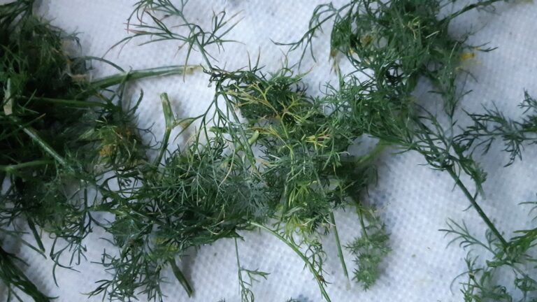This year as part of our pilot food security and sustainable food systems program, we're being introduced to a lot of new foods - like Dill!