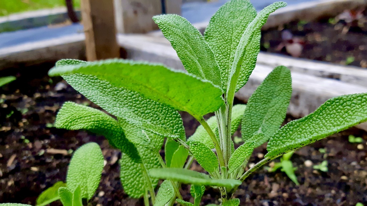 The Land Lab's sustainable agriculture project expands this summer with the successful cultivation of traditional herbs like sage, enriching our storytelling initiative.