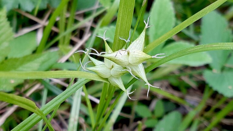 Tiny stars of the wetland: a close-up of the distinctive seed clusters of a Starred Sedge (Carex species).