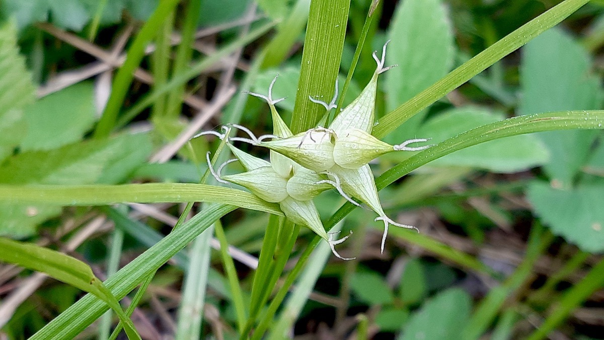 Tiny stars of the wetland: a close-up of the distinctive seed clusters of a Starred Sedge (Carex species).