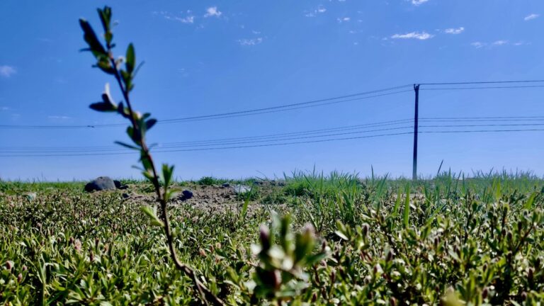 Summer's promise: Green shoots and emerging plants dot the Nunavut tundra.